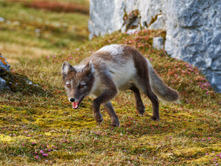 Arctic Fox Cub during the Summer, Gnålodden, Hornsund fjord, Spitzbergen, Svalbard