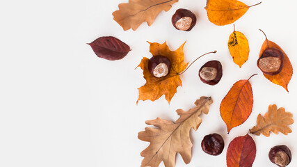 Autumn holiday frame composition with dry leafs and chestnuts on white backround. Creative layout...