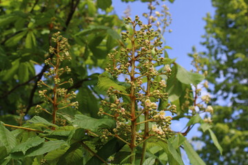 European Horse chestnut, White Horse Chestnut, Marronnier d'Inde - Aesculus hippocastanum - Sapindaceae, Sapindacées