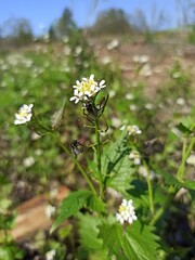 Garlic mustard, Alliaire officinale, Herbe &agrave; ail - Alliaria petiolata -Brassicaceae, Brassicac&eacute;es 