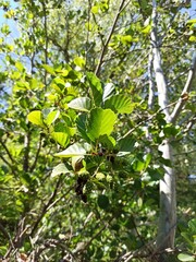 Fototapeta premium Common alder, European black alder, Aulne glutineux, Aulne noir, Aulne poisseux - Alnus glutinosa - Betulaceae, Bétulacées