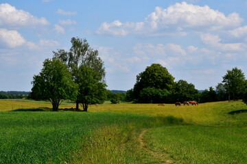 A close up on a lush field, meadow or pastureland located next to some forest or moor and with huts visible in the distance being arable land used for farming, animal husbandry and eco tourism