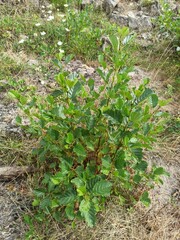 Common alder, European black alder, Aulne glutineux, Aulne noir, Aulne poisseux - Alnus glutinosa - Betulaceae, Bétulacées