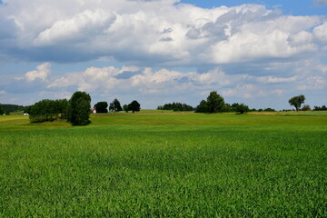A close up on a lush field, meadow or pastureland located next to some forest or moor and with huts visible in the distance being arable land used for farming, animal husbandry and eco tourism
