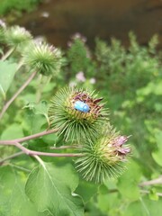 Bardane, Beggar's Buttons, Edible Burdock, Gobo, Greater Burdock, Snake's Rhubarb, Thorny Burr, Grande bardane, Bardane officinale, Bardane commune - Arctium lappa - Asteraceae, Astéracées