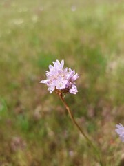Jersey Thrift, plantain-leaved thrift, Armérie des sables, Gazon d'Espagne - Armeria Arenaria - Plumbaginaceae, Plumbaginacées