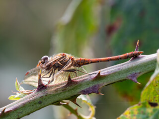 Female Common Darter Resting on Bramble
