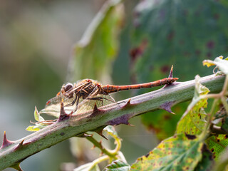Female Common Darter Resting on Bramble