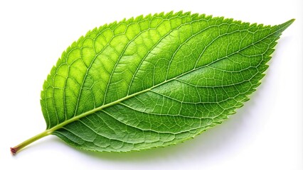 Obraz premium Green single leaf isolated on white background with shallow depth of field