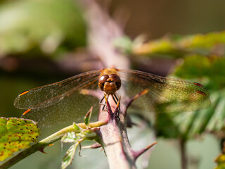 Female Common Darter Resting on Bramble