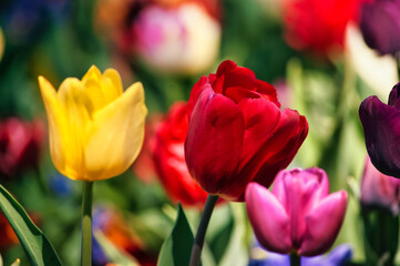 tulip flowers