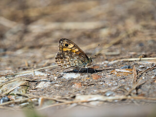 Side View of a Wall Brown Butterfly