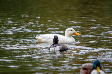 Weiße Ente auf dem Teich