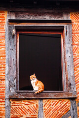 A serene red street cat sits gracefully in an empty window, gazing curiously into the outside world. This image captures the essence of urban life and the quiet moments shared with our feline friends.