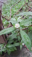 Eclipta Prostrata Flower Blooming on Green Leaves Background