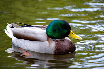 Erpel auf dem Wasser