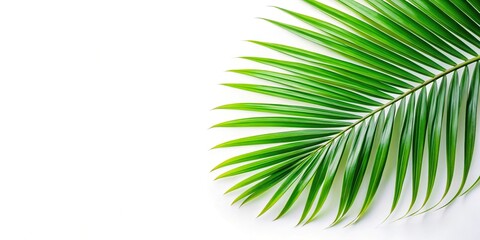 Obraz premium palm leaves on white background