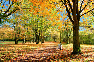 Autumn landscape background. Fall park with benches.