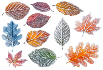 a collection of frosty autumn leaves. Transparent background