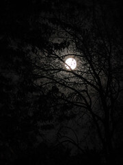 a bright full moon seen through dark tree branches