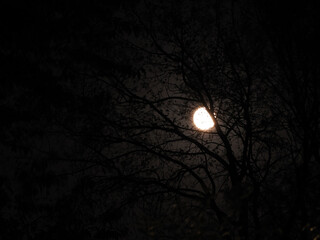 a bright full moon seen through dark tree branches