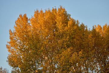 landscape with colorful trees during autumn