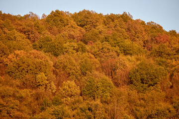 landscape with colorful trees during autumn