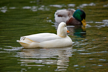 Weiße Ente und Stockente auf dem Wasser