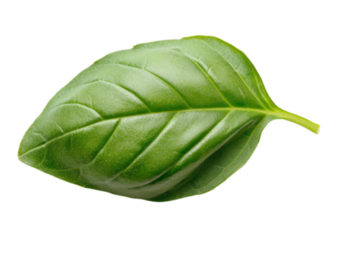 Fresh basil leaves with visible veins, isolated on a transparent background, PNG file.