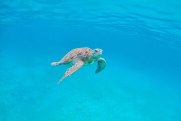 Green Turtle at Perhentian island, Malaysia
