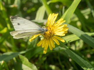 white butterfly close up