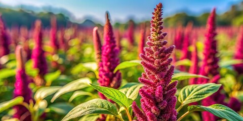 wild amaranth flower and green spinach in garden