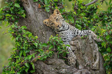 Leopard cub lies leaning against tree trunk