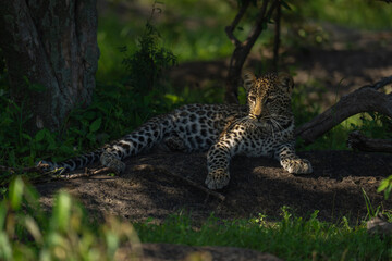 Leopard cub lies in sunlight by tree