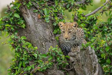 Obraz premium Leopard cub lies looking down from tree