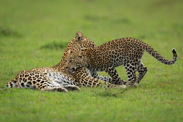 Leopard cub greets mother lying on grass
