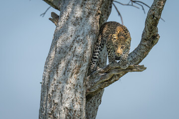 Leopard cub crouches in tree looking down