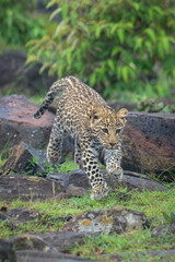 Leopard cub jumps off rock lifting paws