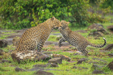 Leopard cub greets mother sitting between rocks