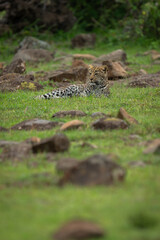 Leopard cub lies on grass among rocks