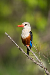 Grey-headed kingfisher on bare branch with catchlight