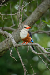 Obraz premium Grey-headed kingfisher watches camera from bare branch