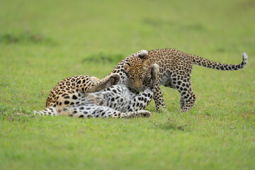 Fototapeta premium Leopard and cub lie wrestling on grass