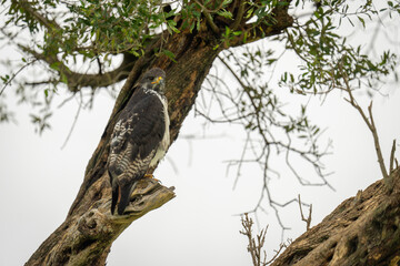 Great sparrowhawk on broken branch in profile