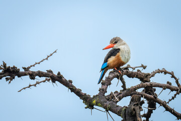 Grey-headed kingfisher cocks head on whistling thorn