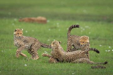 Four cheetah cubs play fight on grass