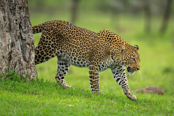 Female leopard walks past tree on grass