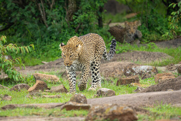 Female leopard walks across grass among rocks