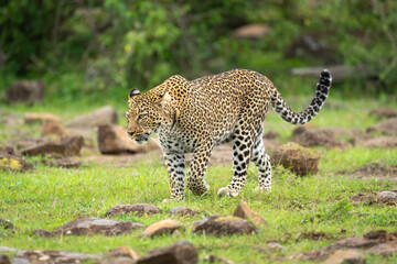 Female leopard walks amongst rocks lifting forepaw