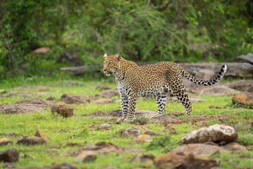 Female leopard stands staring ahead among rocks